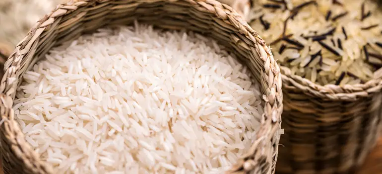 Rice